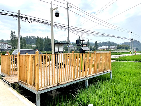浙江臨安：竹林變稻田，農戶喜開顏