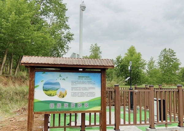 走進國家級油菜夏繁基地，感受科技賦能蓬勃動力