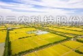 海寧馬橋：在萬畝良田有你看得到的未來