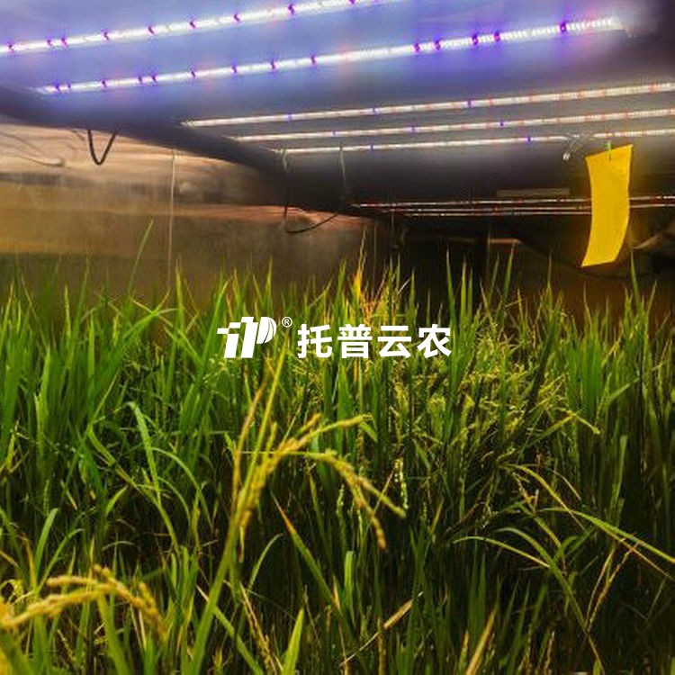 育種加代室/