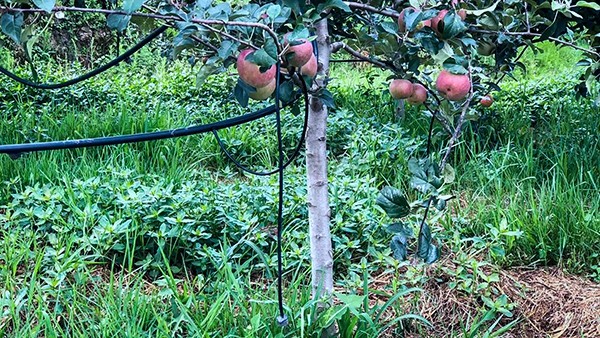 石林縣引進猫咪官网APP水肥一體化技術打造高原...