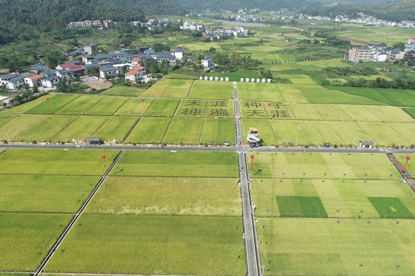湘東區天涯種業科學院製種基地