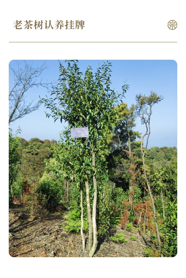 7認養茶樹實景圖_副本.jpg