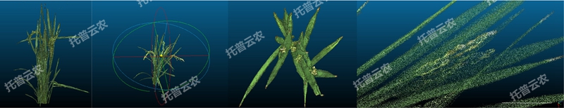 盆栽植物三維數字表型采集分析係統_副本.jpg