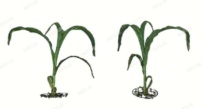 逆境模擬及植物生長監測平台-3維.jpg