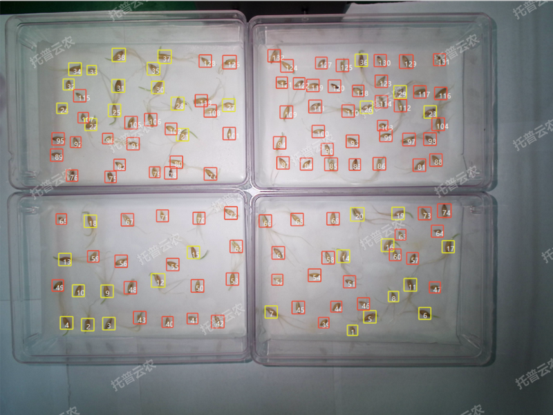 發芽率識別-高通量植物環境調控+高通量猫咪成人APP社区智能萌發鑒定係統.png